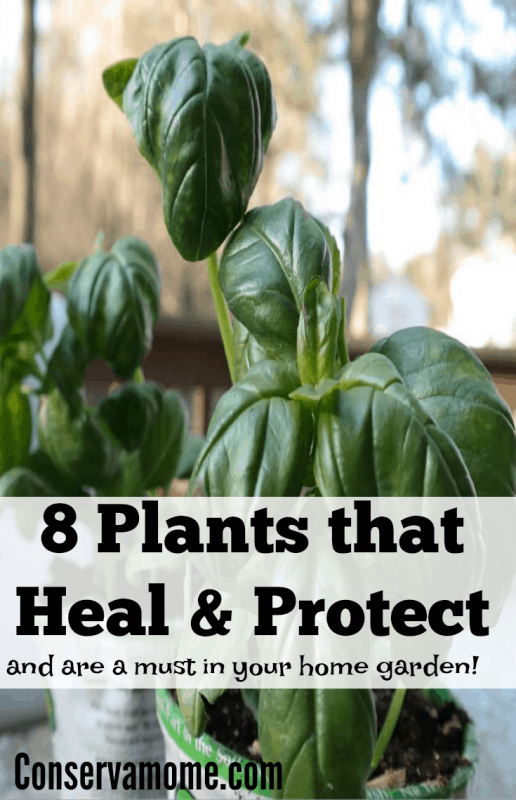 8 Plants that Heal & Protect and are a must in your home! ConservaMom