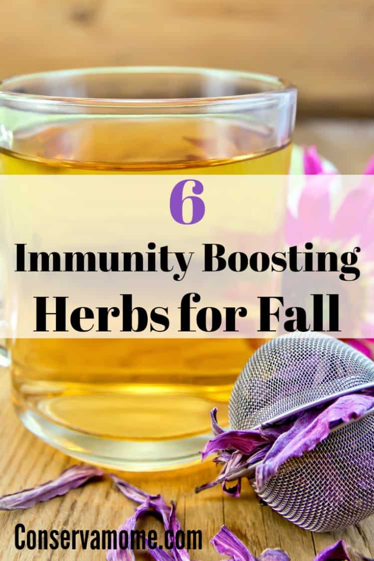 With the change of weather during fall, many of us can see our health get a little funky. Check out 6 Immunity Boosting Herbs for Fall that will help make sure you stay at your best health. 