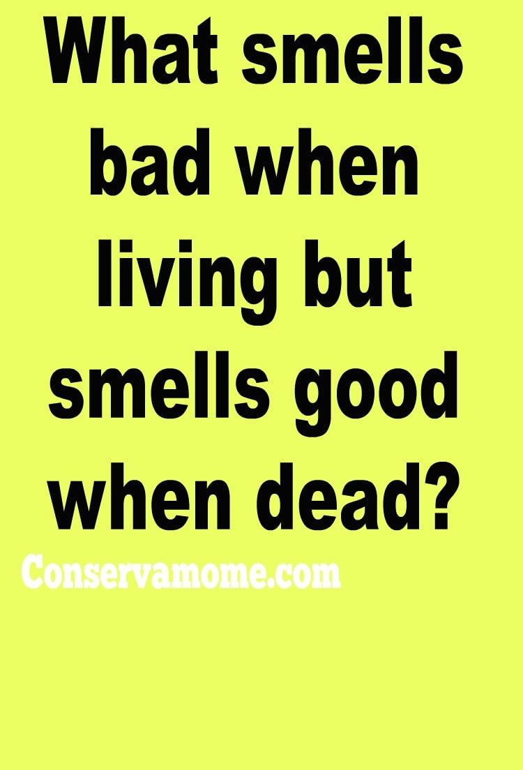 Conservamom Riddle Of The Day Some Tricky Riddles Conservamom