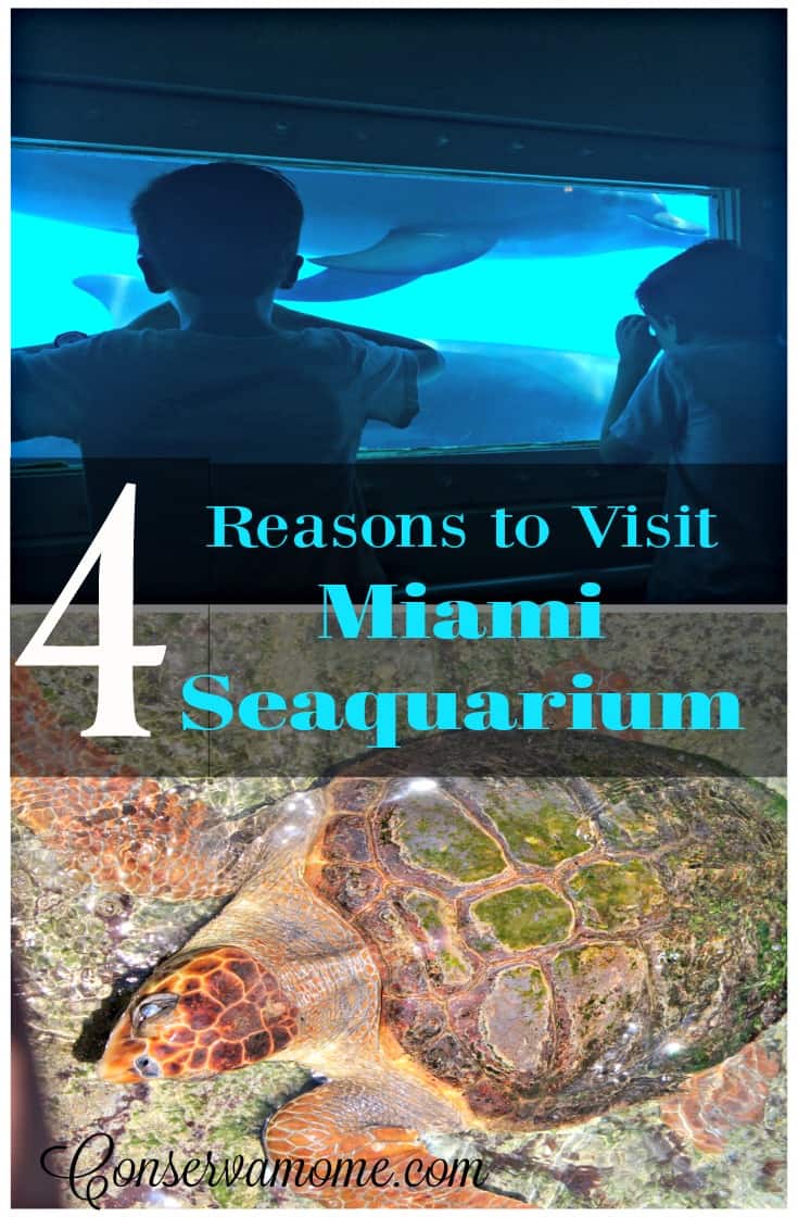 There are so many things to do and see in Miami,FL. Here are 4 Reasons to Visit Miami Seaquarium and make it a must stop on your list.