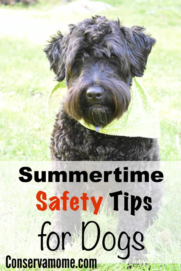 We look to dogs for companionship and love, the give us a lot of it unconditionally. That's why it's important to keep them safe as much as we can. With warmer weather around the corner it's important to keep them safe. Check out some Summertime Safety Tips for Dogs.This post is sponsored by PetArmor, but opinions expressed are my own.