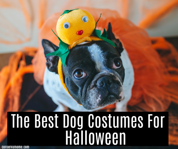 Dog Halloween Costumes 