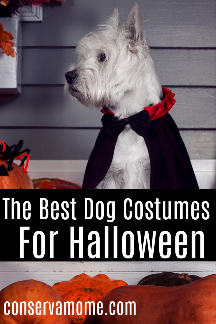 Halloween Dog Costume ideas