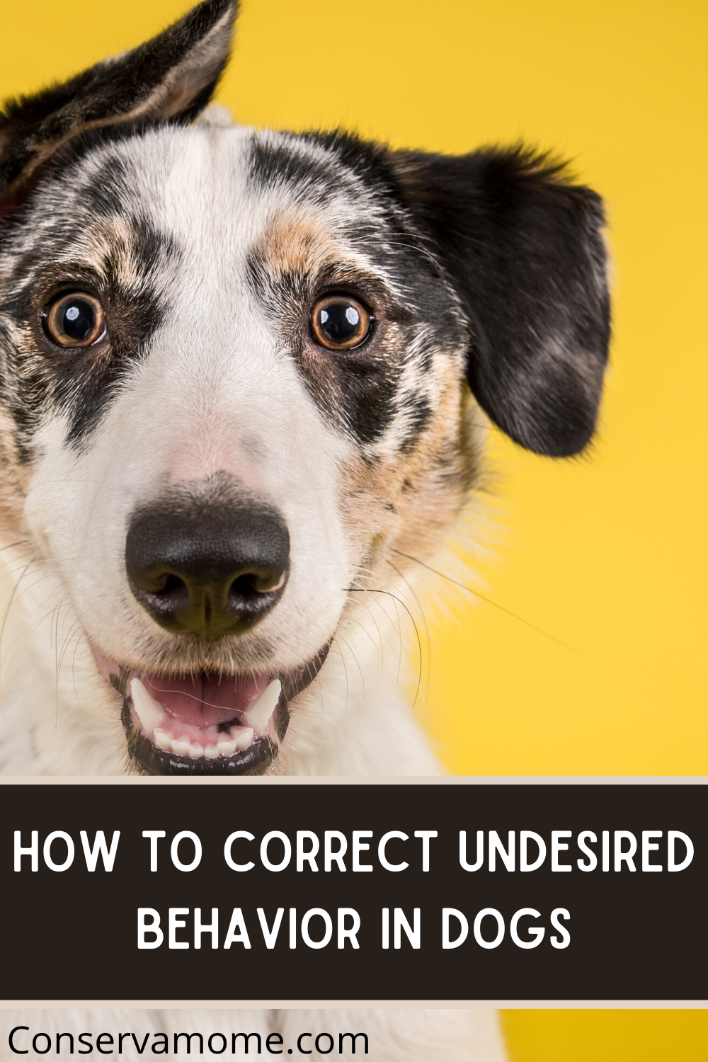 How To Correct Undesired Behavior in Dogs