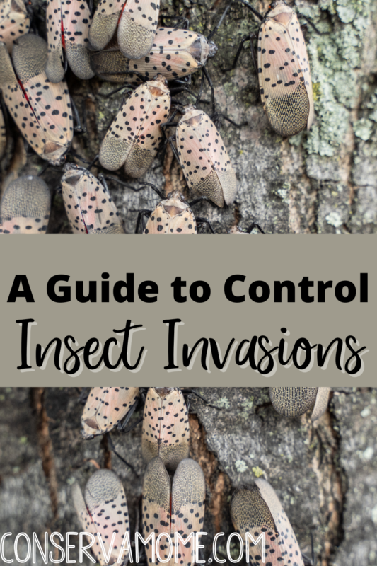 A Guide to Control Insect Invasions ConservaMom
