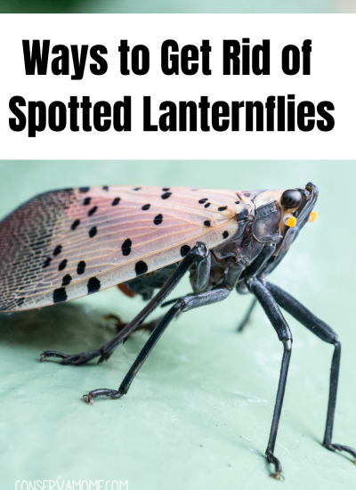 Ways to Get Rid of Spotted Lanternflies