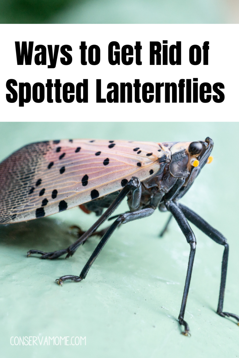 Ways to Get Rid of Spotted Lanternflies ConservaMom