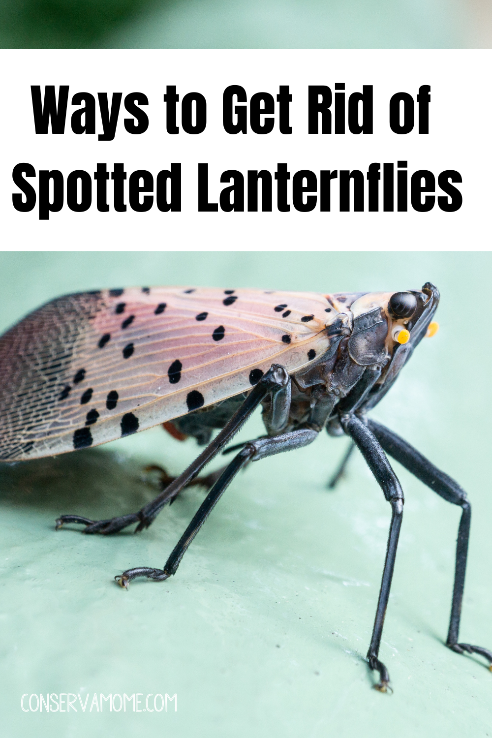 Ways to Get Rid of Spotted Lanternflies