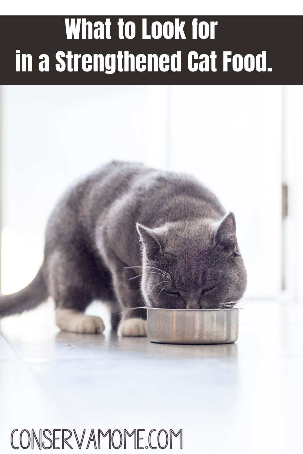 What to Look for in a Strengthened Cat Food.