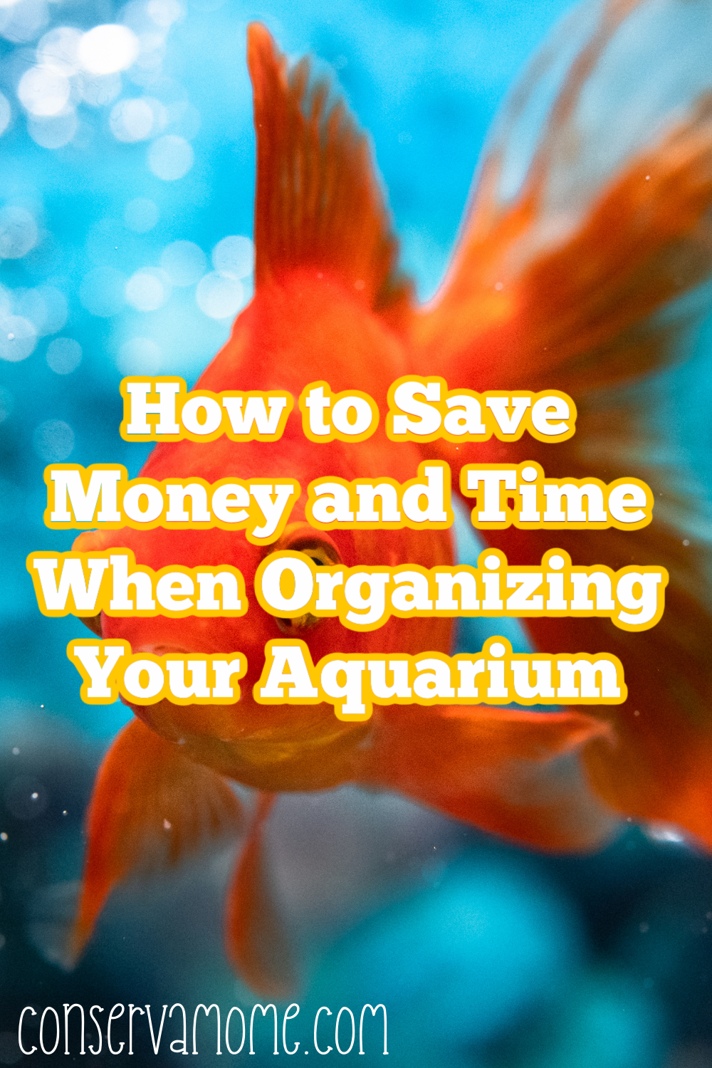 How to Save Money and Time When Organizing Your Aquarium