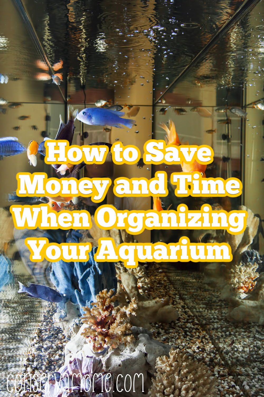  How to Save Money and Time When Organizing Your Aquarium 