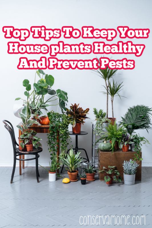 Top Tips To Keep Your Houseplants Healthy And Prevent Pests