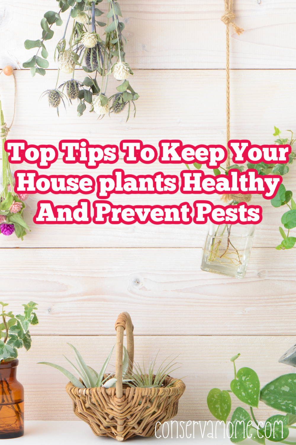 Top tips to keep your houseplants healthy and prevent pests