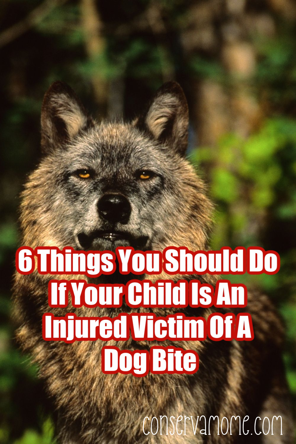 what should you do if a dog bites your child