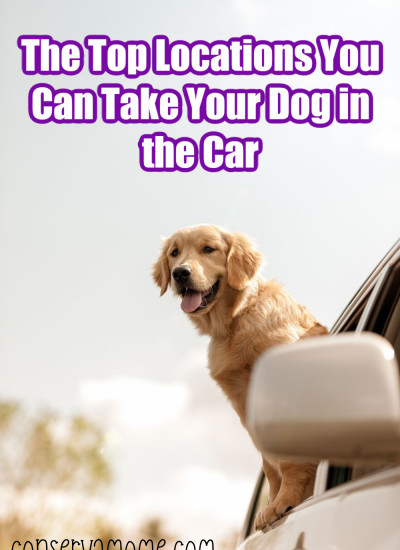 The Top Locations You Can Take Your Dog in the Car