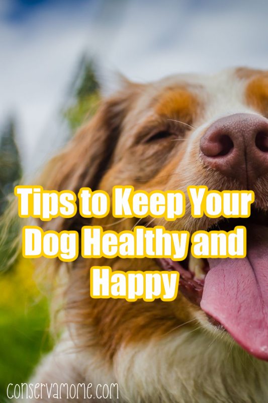 Tips to Keep Your Dog Healthy and Happy ConservaMom