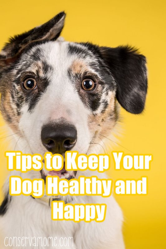 Tips to Keep Your Dog Healthy and Happy ConservaMom