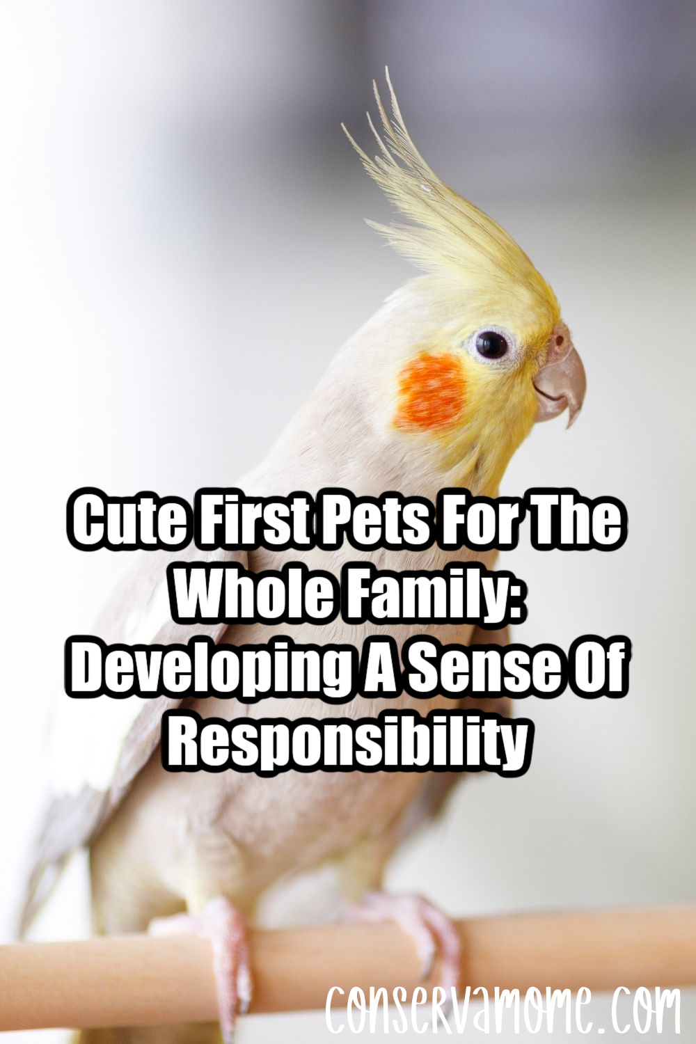 Cute First Pets For The Whole Family: Developing A Sense Of Responsibility