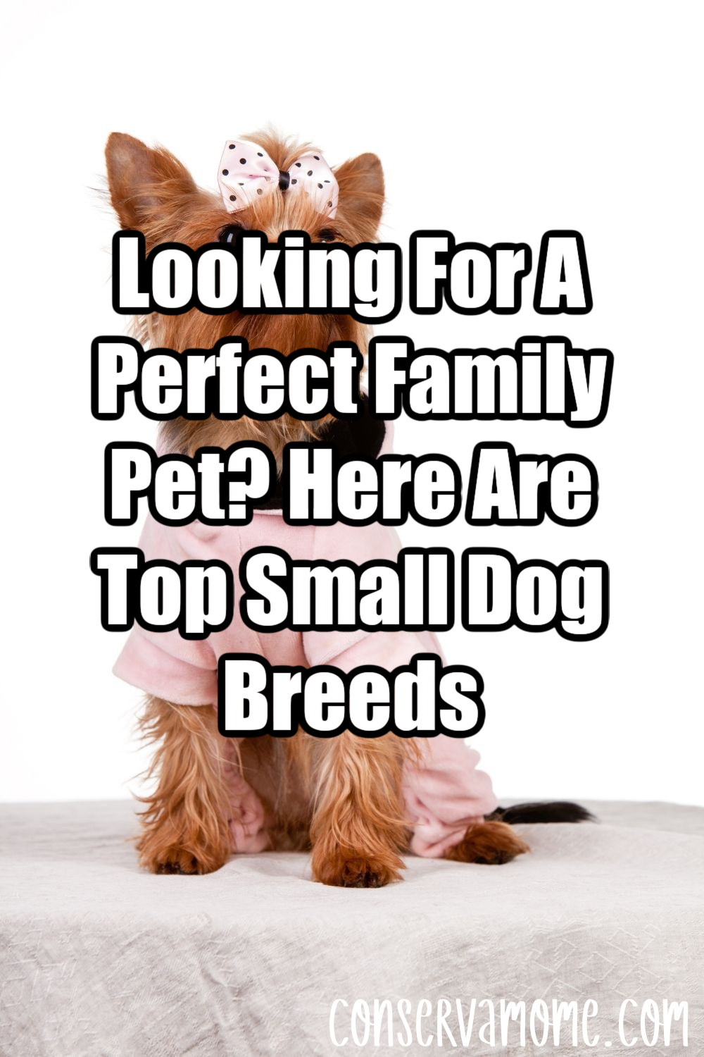 Looking For A Perfect Family Pet? Here Are Top Small Dog Breeds