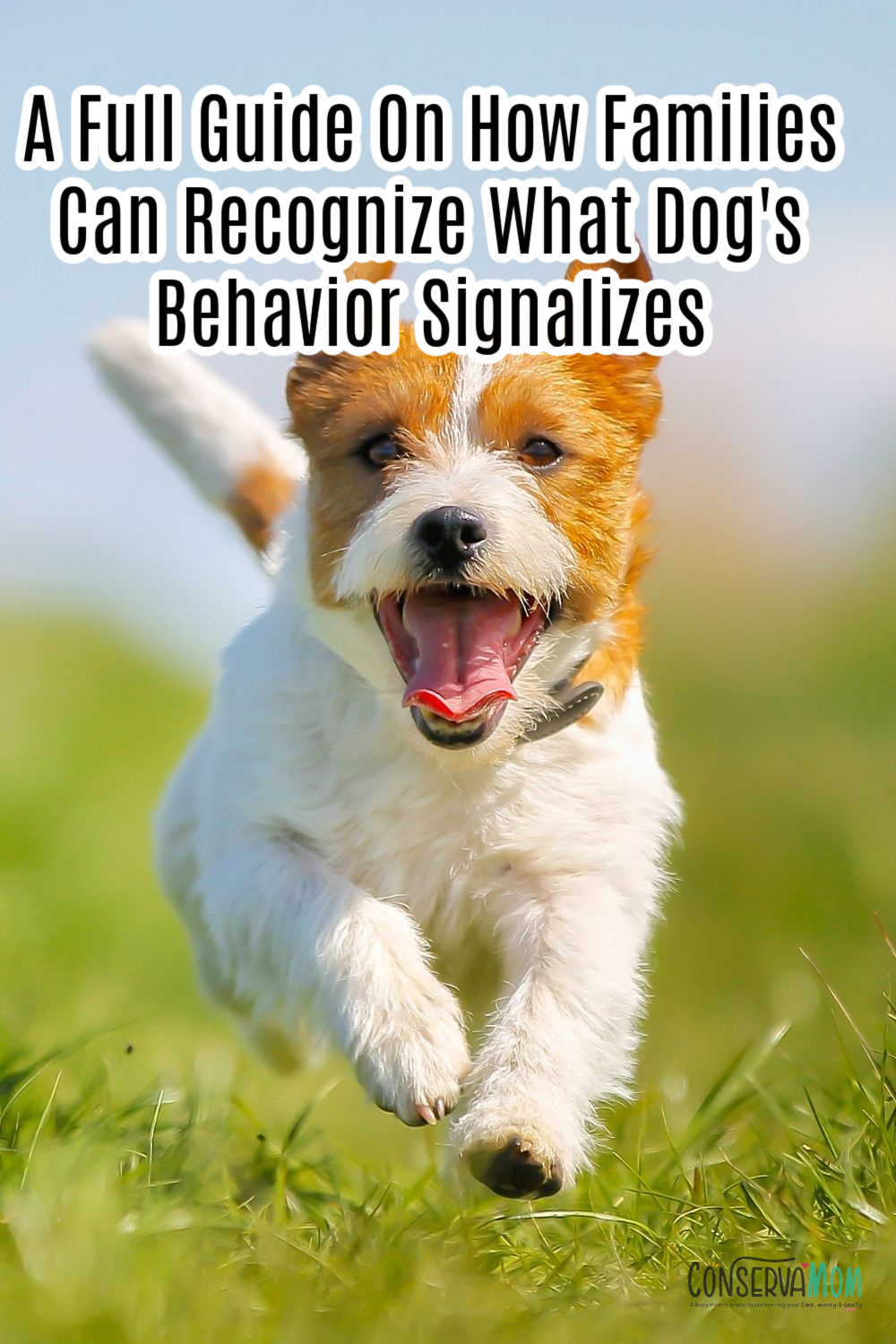 A Full Guide On How Families Can Recognize their Dog's Behavior