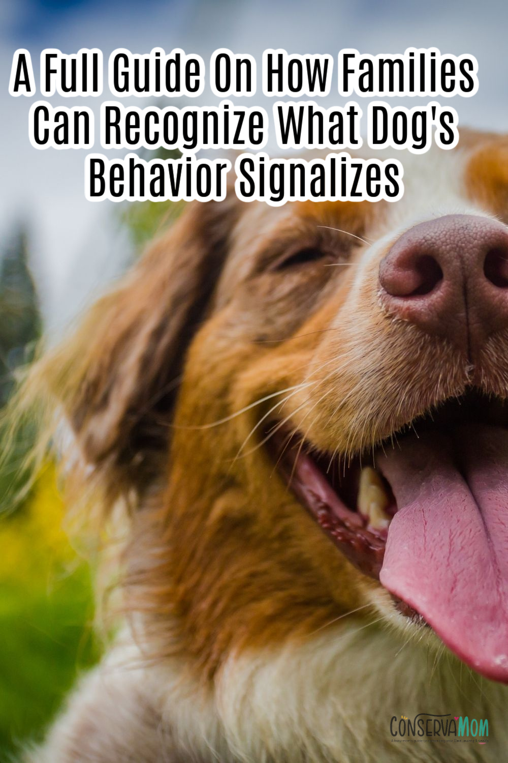 A Full Guide On How Families Can Recognize their Dog's Behavior