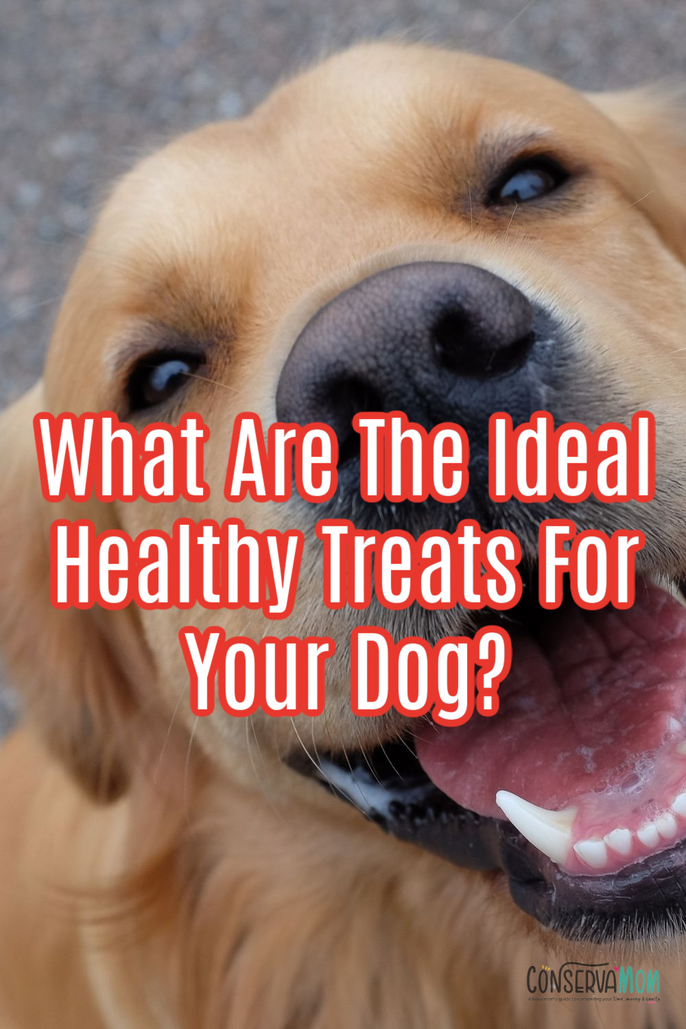 What Are The Ideal Healthy Treats For Your Dog?