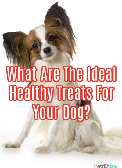 What Are The Ideal Healthy Treats For Your Dog?