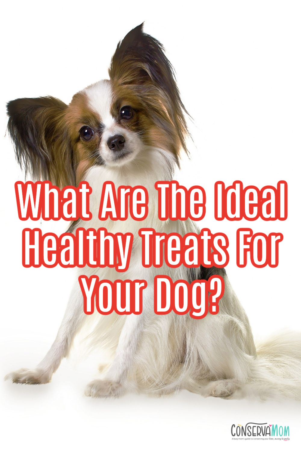 What Are The Ideal Healthy Treats For Your Dog?