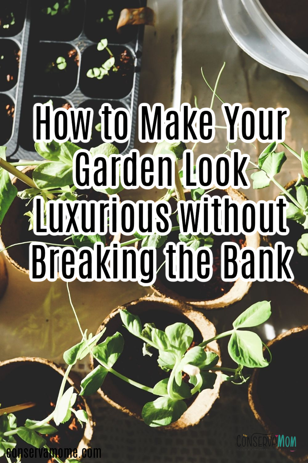 How to Make Your Garden Look Luxurious without Breaking the Bank