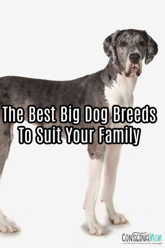 The Best Big Dog Breeds To Suit Your Family - ConservaMom