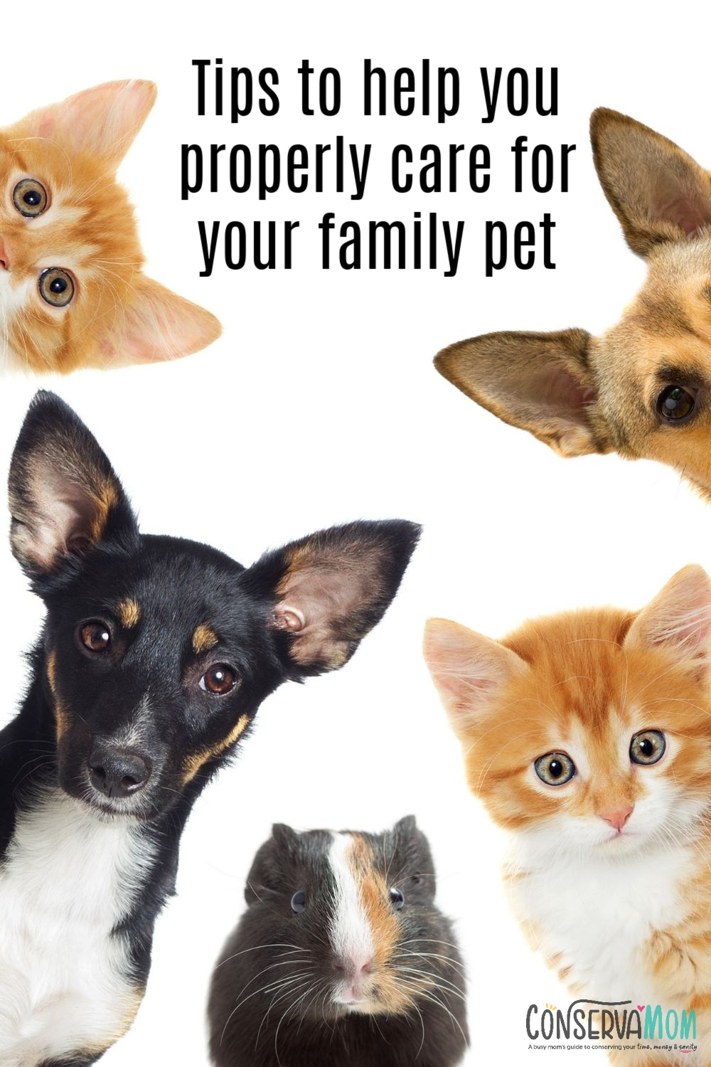 Tips to help you properly care for your family pet