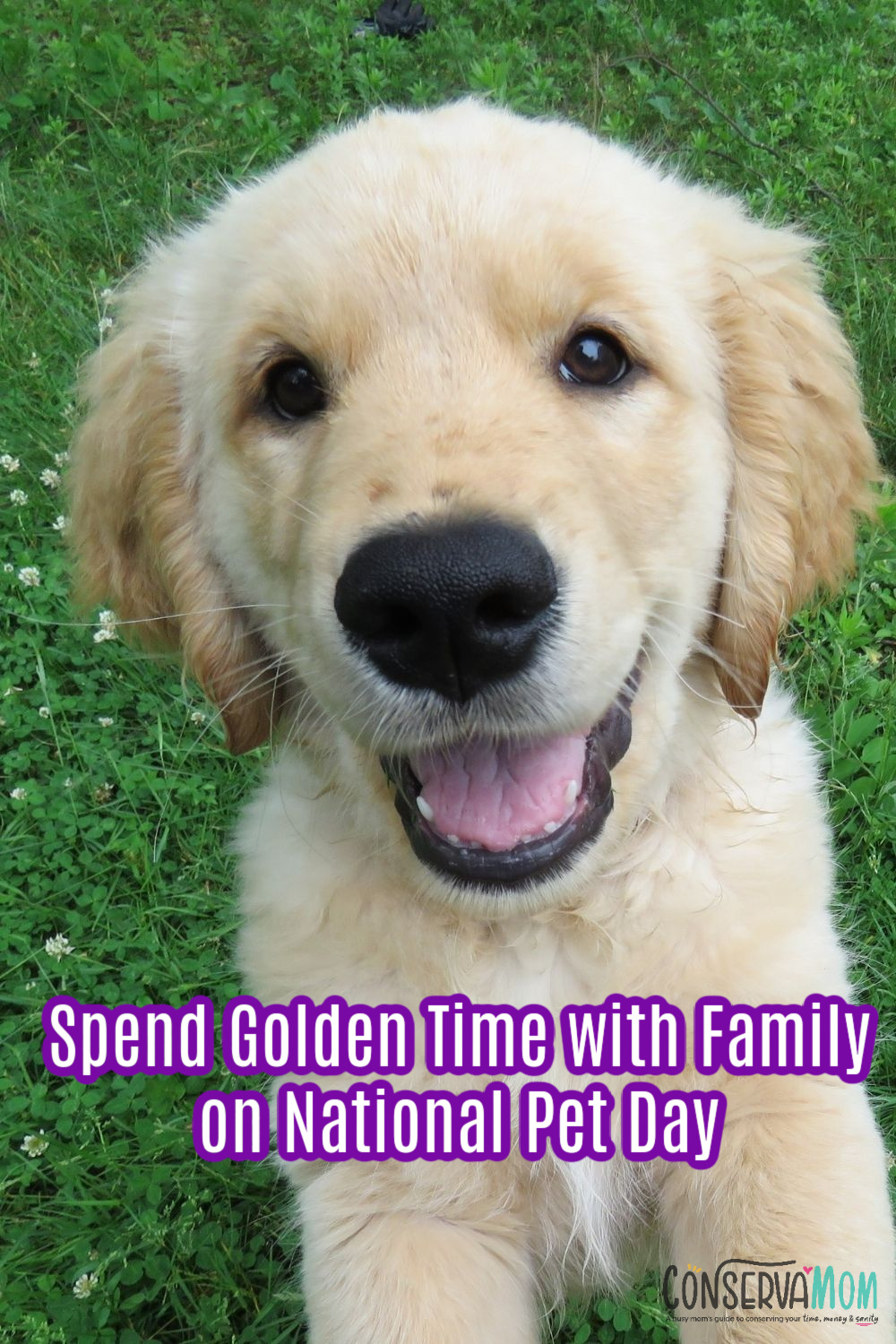 Spend Golden Time with Family on National Pet Day