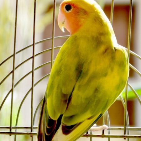 Tips for Keeping Birds as Pets