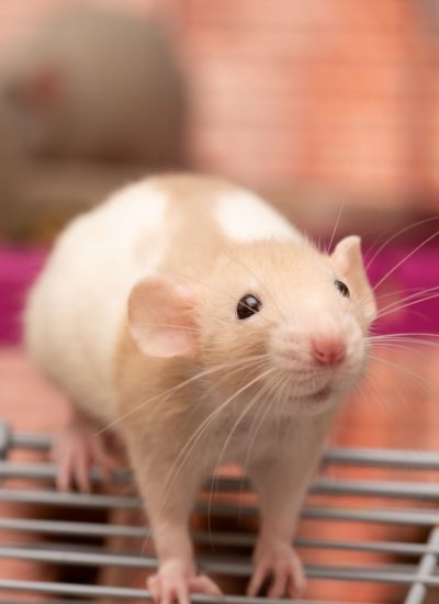 Important Things To Know If You Have A Pet Rat
