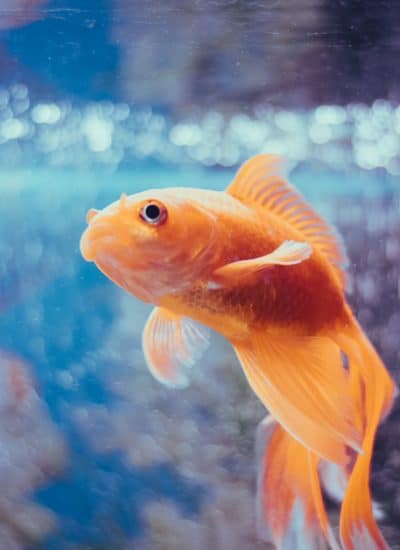 Most Beautiful Fish Species To Add To Your Fish Tank