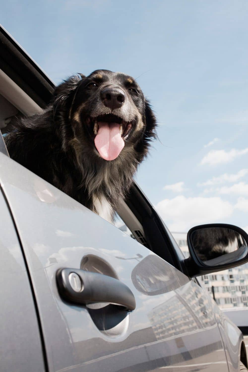 6 Tips To Make Your Pet's First Car Ride Pleasant 