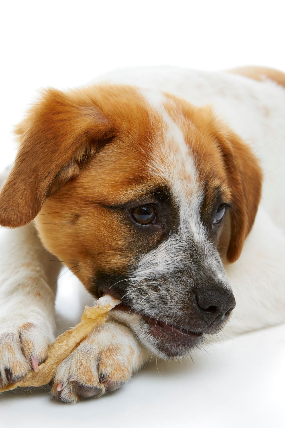 7 Great Dog Treats to Give Your Fur Baby