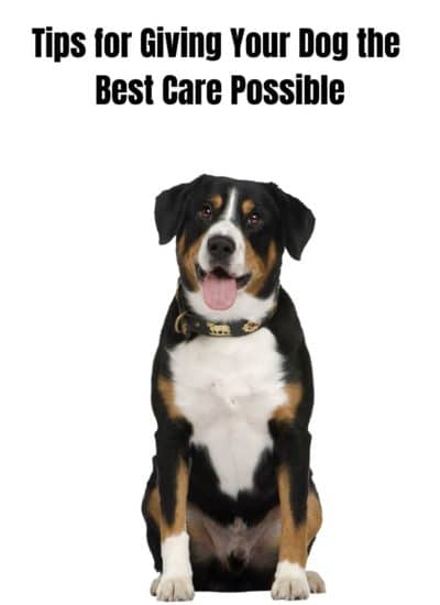 Giving Your Dog Best Care Possible