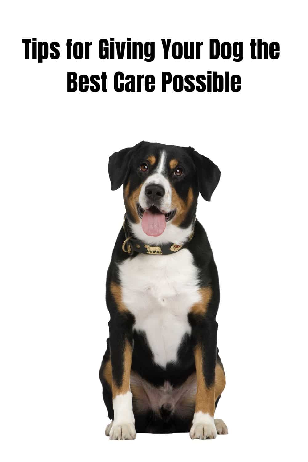 Giving Your Dog Best Care Possible