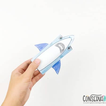 shark toilet paper roll craft