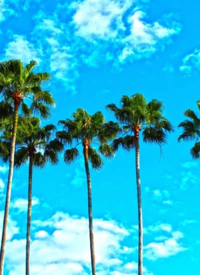 5 Amazing Things To Do In Florida With Friends