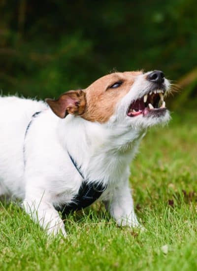 Legal And Medical Actions You Should Take After A Dog Bite