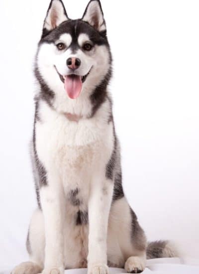 Top Gifts That Every Husky Owner Will Appreciate