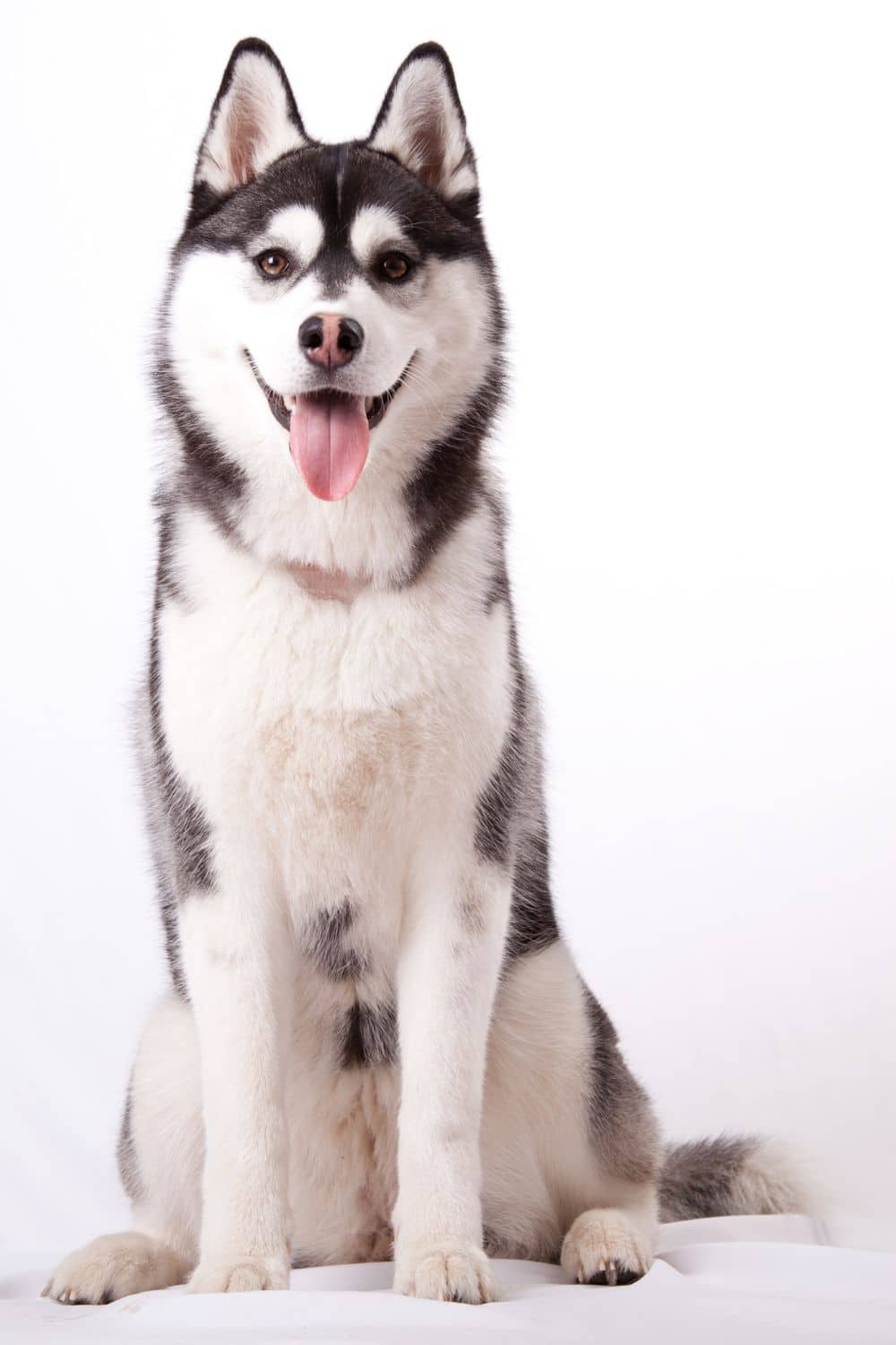Top Gifts That Every Husky Owner Will Appreciate