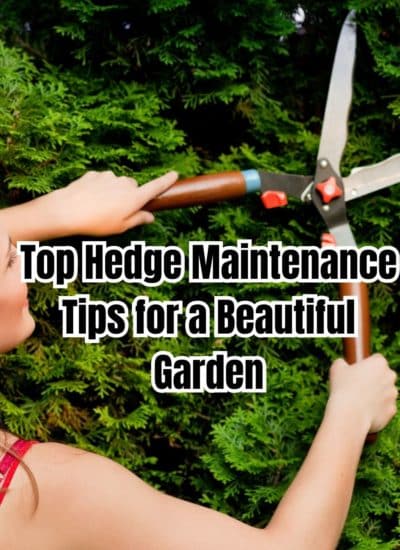 Top Hedge Maintenance Tips for a Beautiful Garden