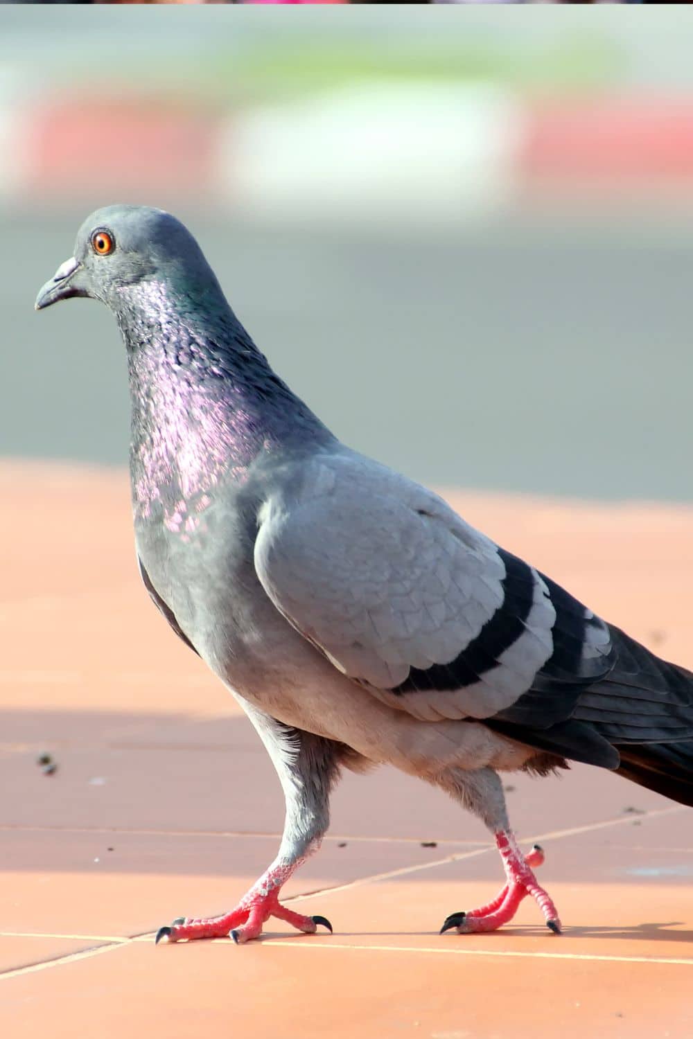Pigeon Management Made Easy Effective Control Techniques and Tips