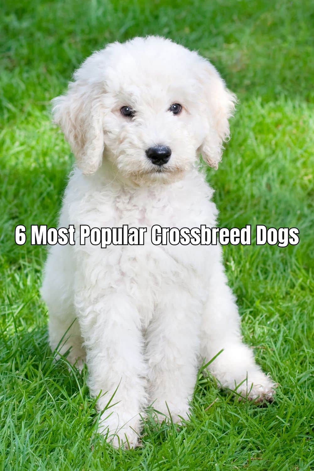 Most Popular Crossbreed Dogs