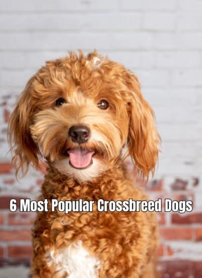 Most Popular Crossbreed Dogs