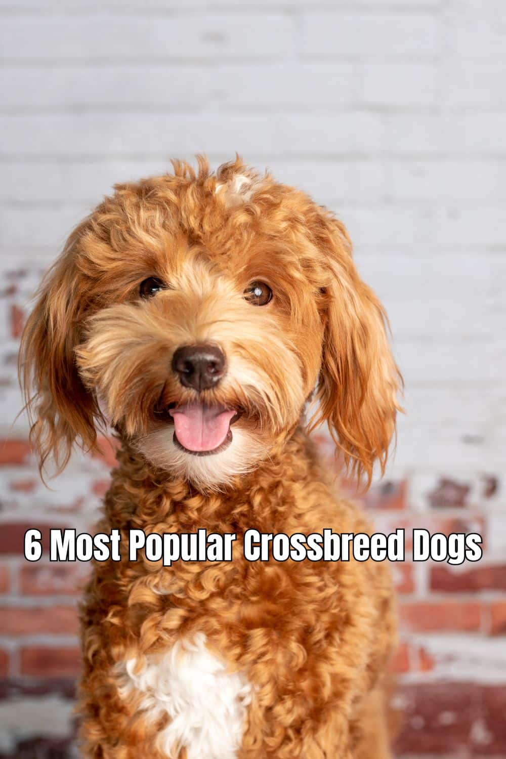 Most Popular Crossbreed Dogs 