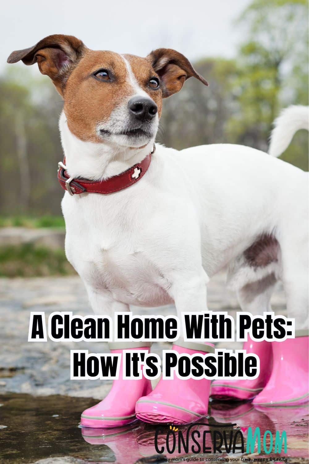 A Clean Home With Pets: How It's Possible